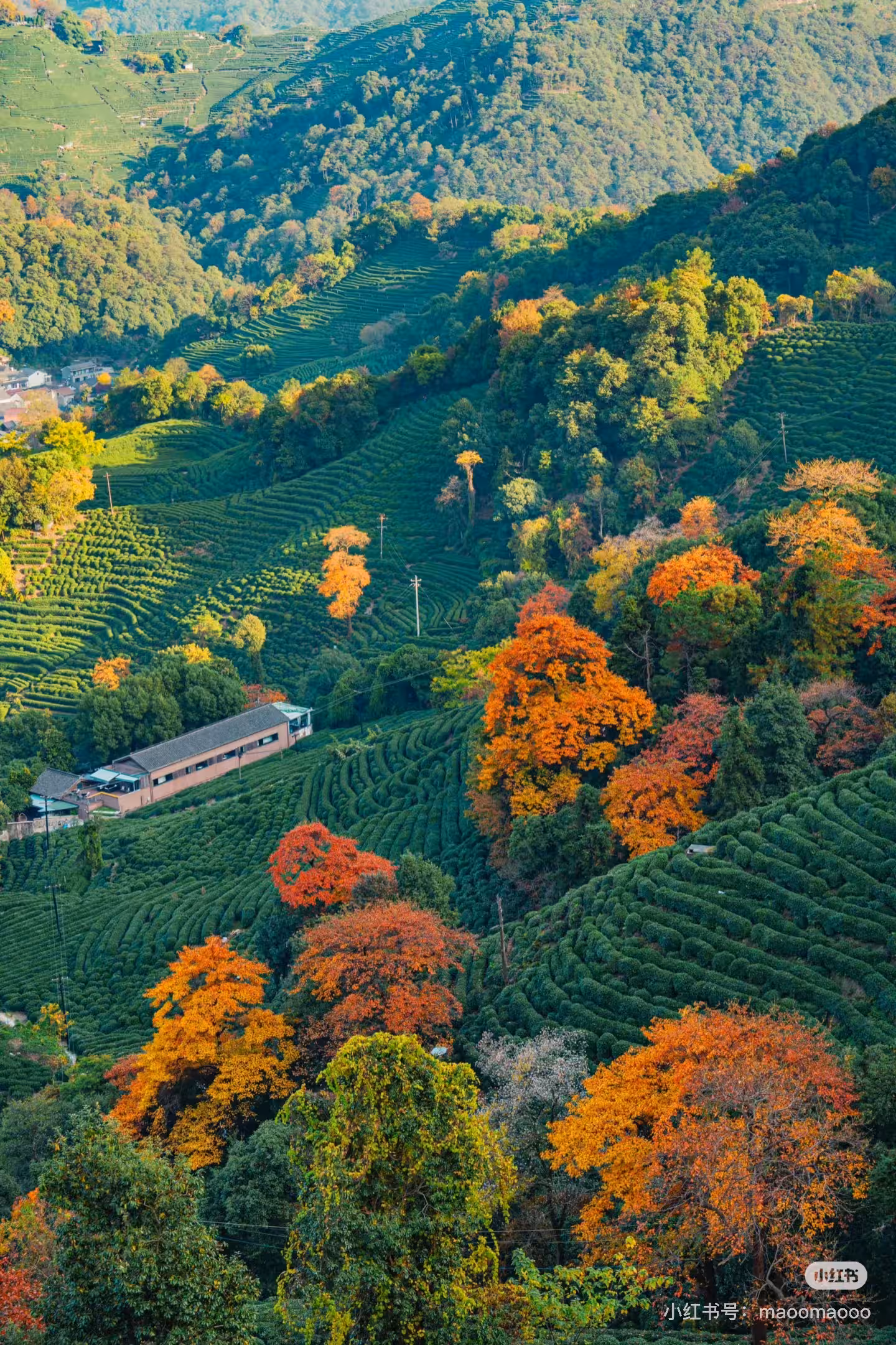 DiMi – Autumn in Longwu Tea Town, Hangzhou