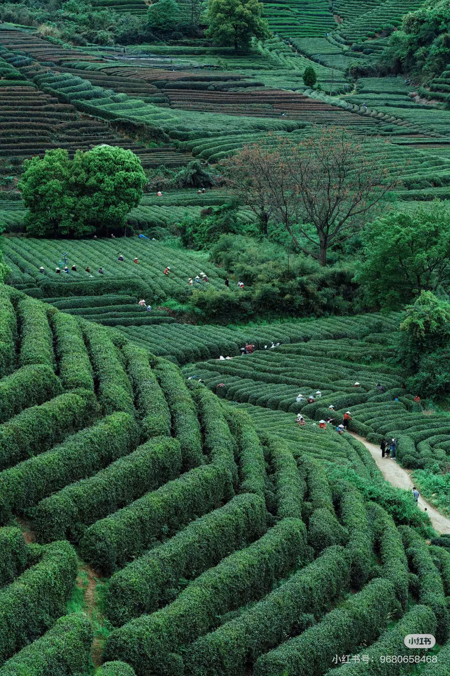 DiMi – Spring in Longwu Tea Town, Hangzhou